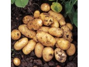 Pentland Javelin Seed Potatoes (First Early - 1kg)